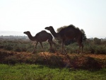 Kamele in Bahariya